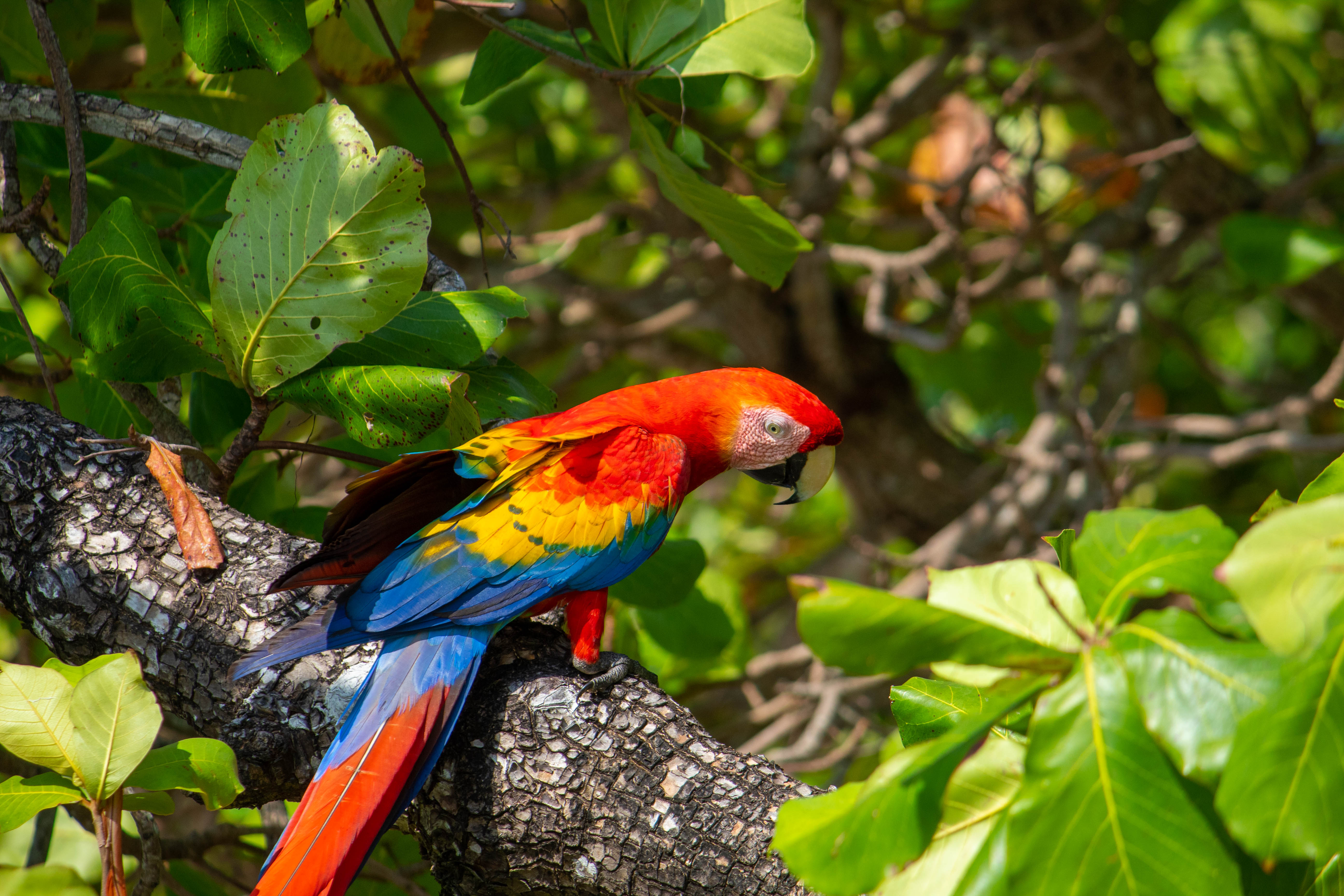 Ara rouge au parc national Carara au Costa Rica
